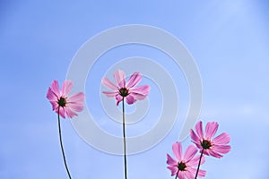 Colorful pink cosmos flowers blooming with reflection from the sun on vivid blue sky and light clouds for background