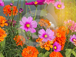 Close up colorful pink cosmos flowers and orange zinnia elegans flowers blooming in the field