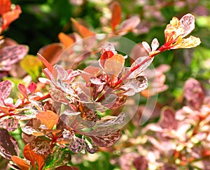 Close up of colorful plants