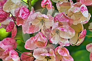 Close-up of  colorful rainbow shower tree blossums.