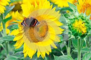 Close-up of colorful red black butterfly flying on yellow orange bright sunflowers on field