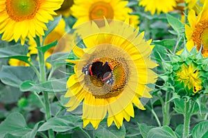 Close-up of colorful red black butterfly flying on yellow orange sunflower on field