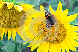 Close-up of colorful red butterfly flying on orange yellow bright sunflowers on field