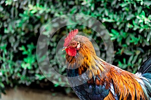 Colorful rooster in the park photo