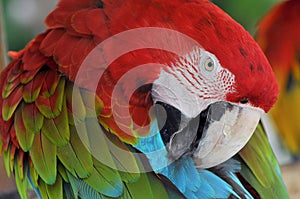 Close up of colorful Scarlet Macaw Ara macao a large red, yellow, and blue South American parrot, Guatemala