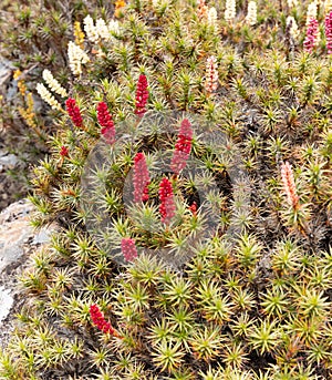 close up of colorful scoparia flowers growing near the pool bethesda in walls of jerusalem national park