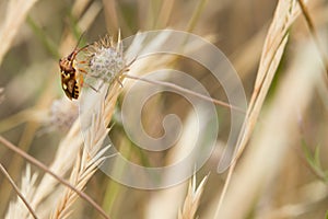 Close up of a colorful shieldbug, Codophila varia on a plant