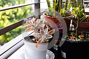 Close-up of colorful succulents in white pot on a balcony garden, post-rain freshness, Tel Aviv scene