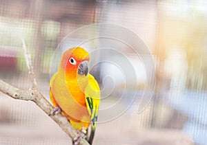 Close up colorful sun conure parrot birds Aratinga solstitialis standing perch on the branch