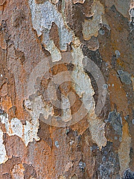Close up of colorful sycamore tree bark creating an abstract pattern