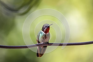 Tourmaline sunangel (Heliangelus exortis) perched on a twig in sunlight with bright green blurred background photo