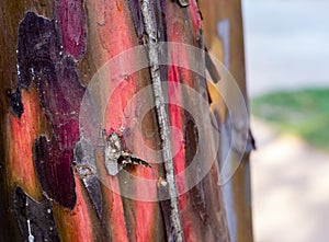 Close up of colorful tree bark with unique pattern and textured surface. unique concept