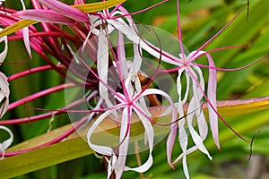 Close up of colorful tropical flowers in El Eden, Puerto Vallarta Jungle pathway in Macro, detailed view in Mexico.