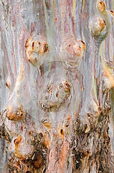 Colorful trunk of the Rainbow Eucalyptus tree.