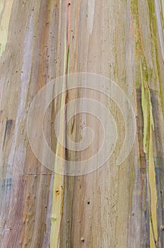 Colorful trunk of the Rainbow Eucalyptus tree.