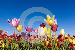 Close up colorful tulips in tulip field