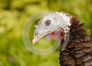 Close up of a colorful turkey