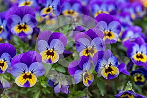 Close up of colorful violet viola flower in garden, spring Italy