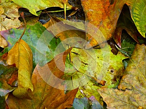 Close up of colorful, wet leaf litter