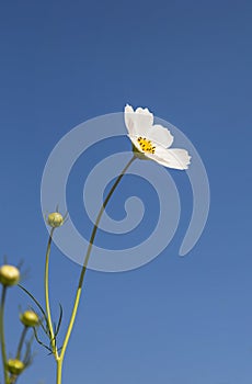 Close up colorful white cosmos flowers blooming in the field with blue sky background