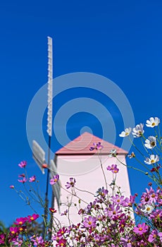 Close up colorful white and pink cosmos flowers blooming in the field with pink wooden wildmill under blue sky background