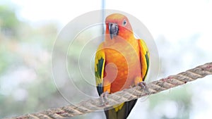 Close up Colorful yellow orange green love bird chirping while standing on rope