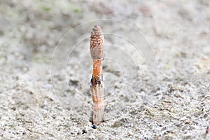 Close up of a colorless budding Horsetail, Equisetum arvense