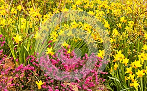 Close-up of a coloured flowering