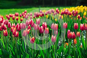 Close up colourful bed of red tulip flowers