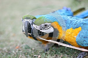 Close-up of colourful blue and gold yellow macaws playing with stick held in beaks.
