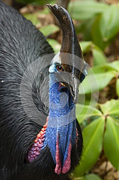 Close up on colourful Cassowary Bird face, crane and long eyelashes North Qld