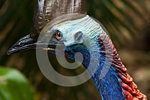 Close up on colourful Cassowary Bird face, crane and long eyelashes North Qld