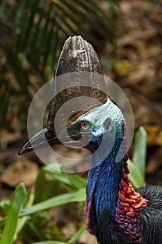 Close up on colourful Cassowary Bird face, crane and long eyelashes North Qld