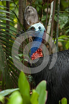 Close up on colourful Cassowary Bird face, crane and long eyelashes North Qld