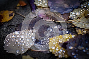 Close-up of colourful fallen Leaves and water