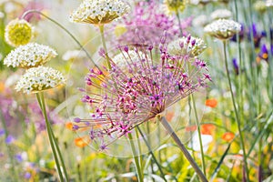 Close up of colourful flowerbed with Persian onion star of Persia (Allium cristophii) in sunny day