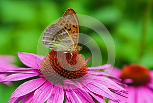 Close-up colourful inflorescence of echinacea with a butterfly