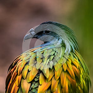 Close up of a colourful Nicobar pigeon