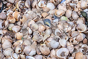 Close up of colourful old shells on a beach of various shapes and sizes