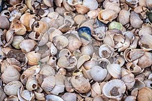 Close up of colourful old shells on a beach of various shapes and sizes