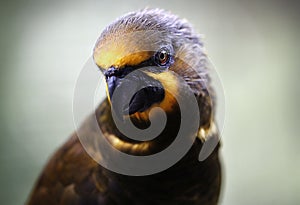 Close-up of Parrot in Kuala Lumpur Bird Park, Malaysia.