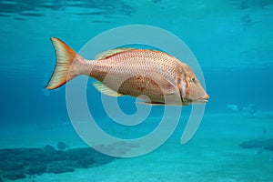 Close up colourful, single bright orange tropical fish swimming in ocean setting.