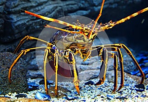 Close up colourful Tropical Rock lobster under water on background of beautiful underwater stones.