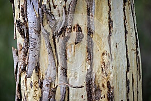 Close up of the colourful trunk of a scribble gum tree in New South Wales, Australia