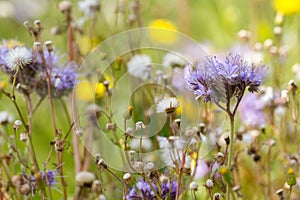 Close up of colourful wildflowers in a meadow in Summer.