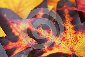 Close-up of colourful yellow and red maple leaves in autumn