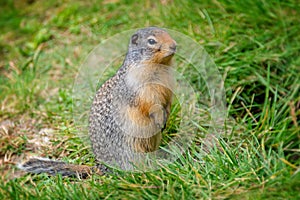 Close up of a columbian ground squirrel in the grass