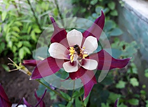 Close up of Columbine Aquilegia Caerulea ,Crimson Red and White Star flower