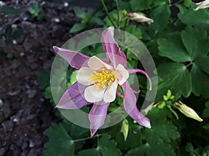 Close up of Columbine Aquilegia Caerulea,Crimson Rose and White Star flower