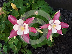 Close up of Columbine Aquilegia Caerulea,Crimson Rose and White Star flowers